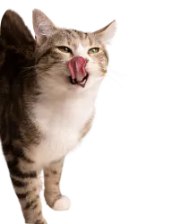 Fundraisers for Pet Health Initiatives