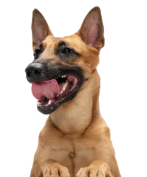 Donations to Animal Shelters