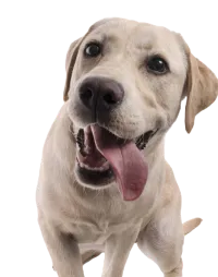 Exclusive Offers for Animal Shelters